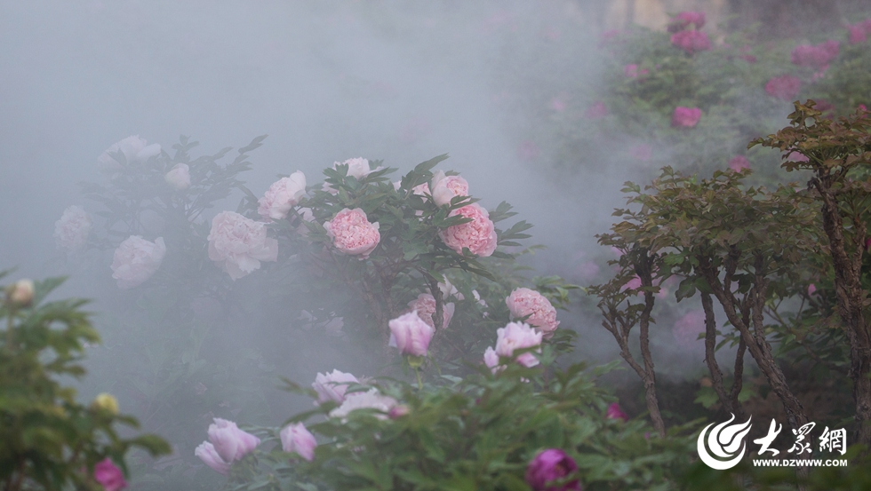 菏泽牡丹花开成海 雾里看花宛如仙境