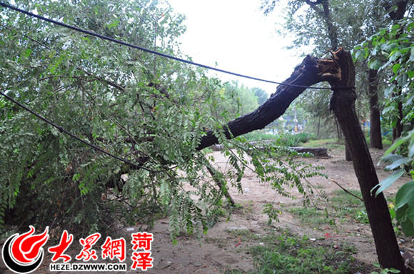 大风吹倒菏泽城区112棵树木 千余大树枝折断