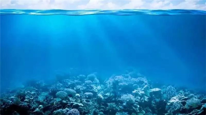 6.8世界海洋日 | 珍惜海洋资源,保护海洋生物多样性