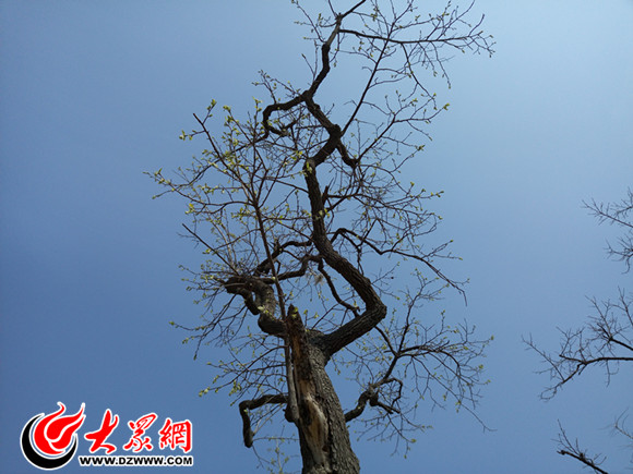 进现场           园林专家对古柿树进行修剪    大众网菏泽4月6日讯