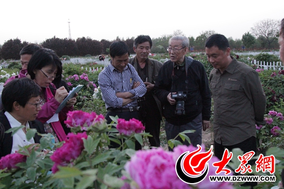 中国花卉协会牡丹芍药分会副会长秦魁杰(右二)分析牡丹长势