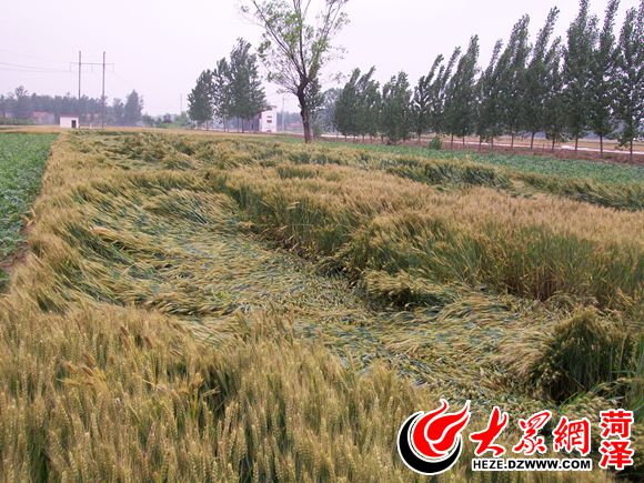 暴雨致菏泽近26万亩小麦倒伏 对夏粮收获影响不大