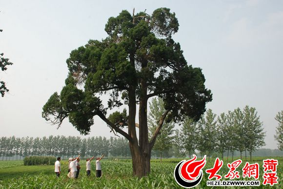 寻访菏泽古树 :张氏族人共同守望的400年古侧