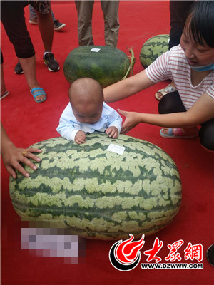 122.2斤西瓜称霸东明史上最大瓜王