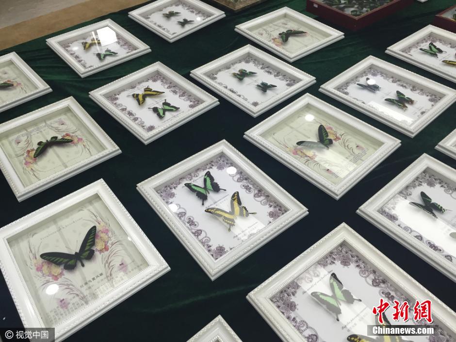 4月5日记者从海关总署获悉，济南海关日前查获涉嫌走私进境的蝴蝶标本2800余枚，其中1180枚属于《濒危野生动植物种国际贸易公约》（CITES公约）附录II保护物种。