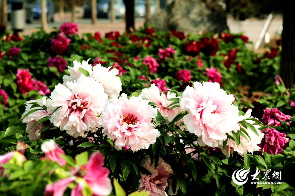 近日，菏泽各大牡丹园内的牡丹花正逐渐进入盛花期，吸引了无数游人前往赏花。