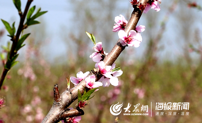 桃花出现凋落迹象