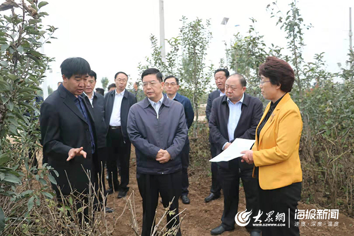 调研牡丹区高庄镇孙楼基地牡丹种植情况