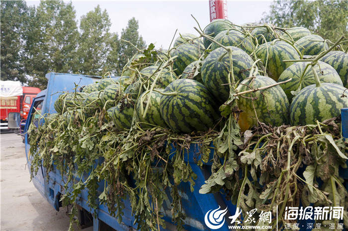 个大又甜!东明西瓜大量上市千辆瓜车齐售场面震撼