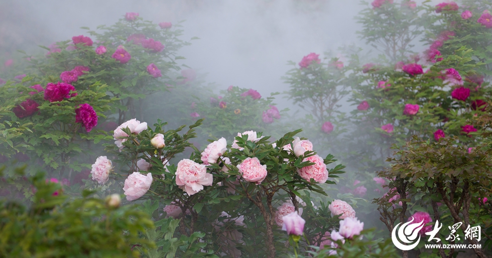 菏泽牡丹花开成海 雾里看花宛如仙境