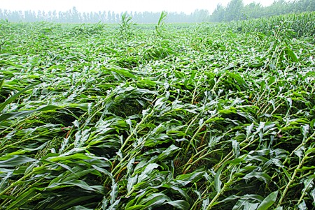 菏泽遭受狂风暴雨袭击