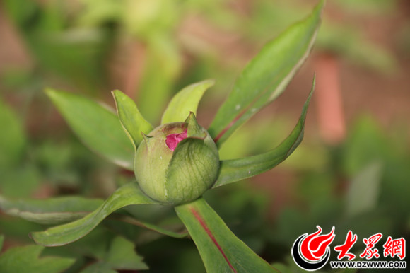 新春走基層:菏澤催花牡丹有價有市 花農收穫豐