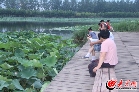 单县东沟河湿地公园荷花盛开 带来仲夏惬意美景