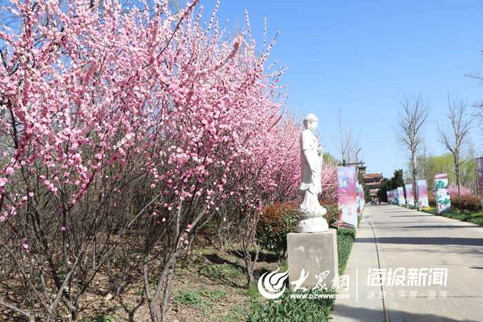 牡丹已含苞待放 曹州牡丹園實名購票,入園測體溫_菏澤新聞_大眾網菏澤