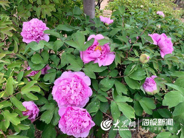 菏澤百花,古今園早期牡丹已盛開 百花園4月1日開園